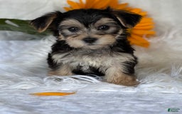 Morkie dogs for sale: LAYNE - Image 10