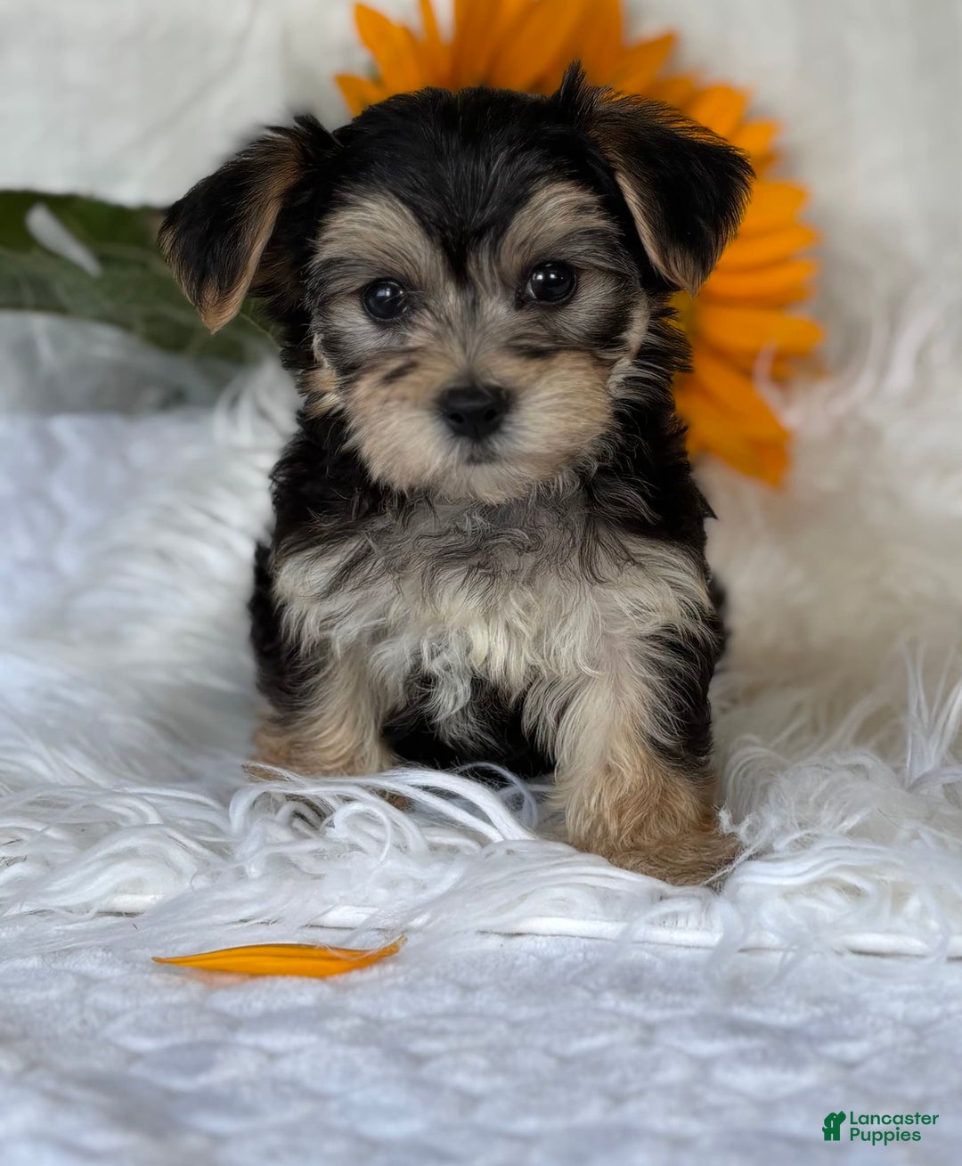 Morkie dogs for sale: LAYNE - Image 10