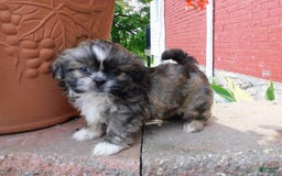 Shih Tzu dogs for sale: Max - Image 11