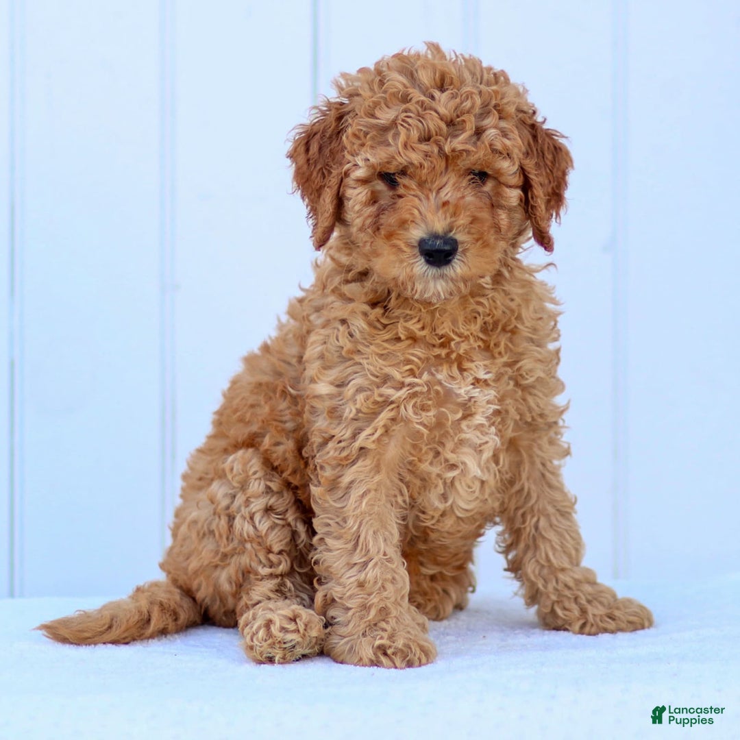 Standard Poodle dogs for sale: Rachel - Image 7
