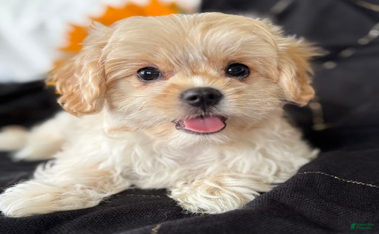 Cavalier King Charles Spaniel dogs for sale - Ad 4