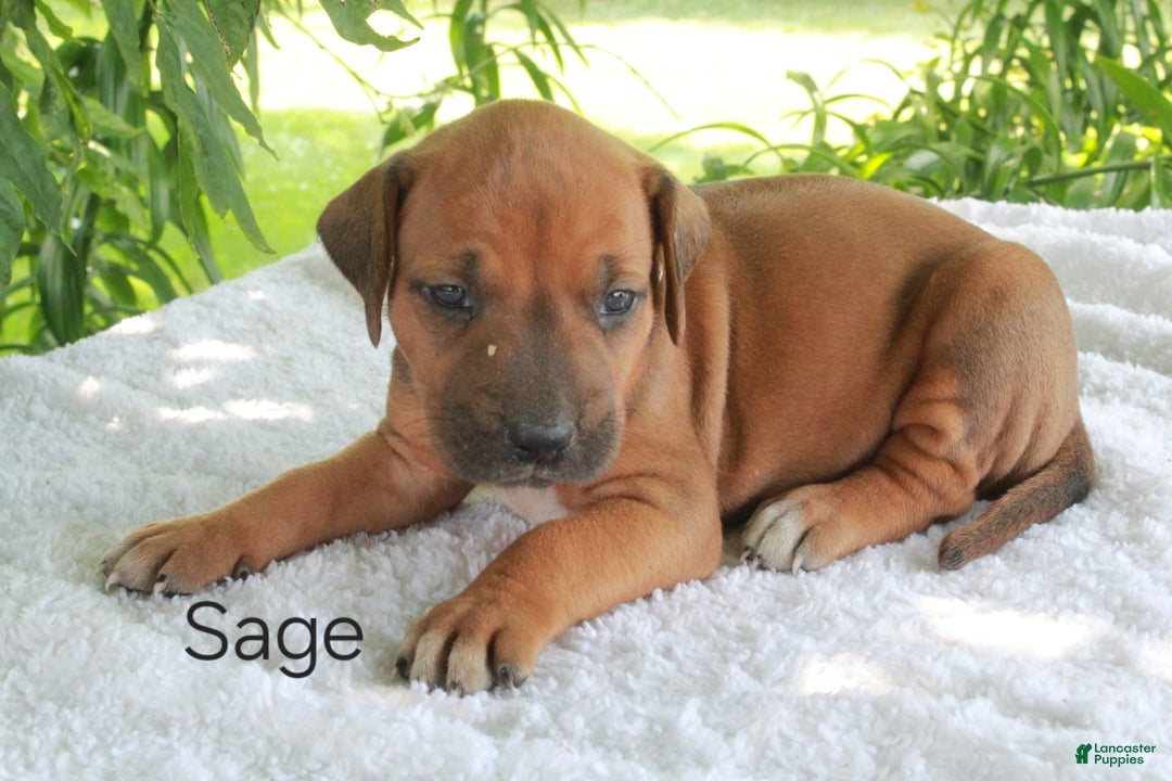 Rhodesian Ridgeback dogs for sale: Sage - Image 2