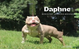 American Bully dogs for sale: Rose - Image 7