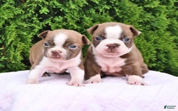 Boston Terrier dogs for sale: Faith - Image 3