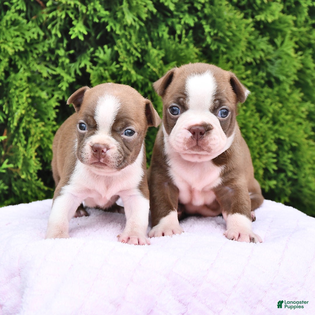 Boston Terrier dogs for sale: Faith - Image 3