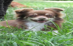 Chihuahua dogs for sale: Finn - Image 14