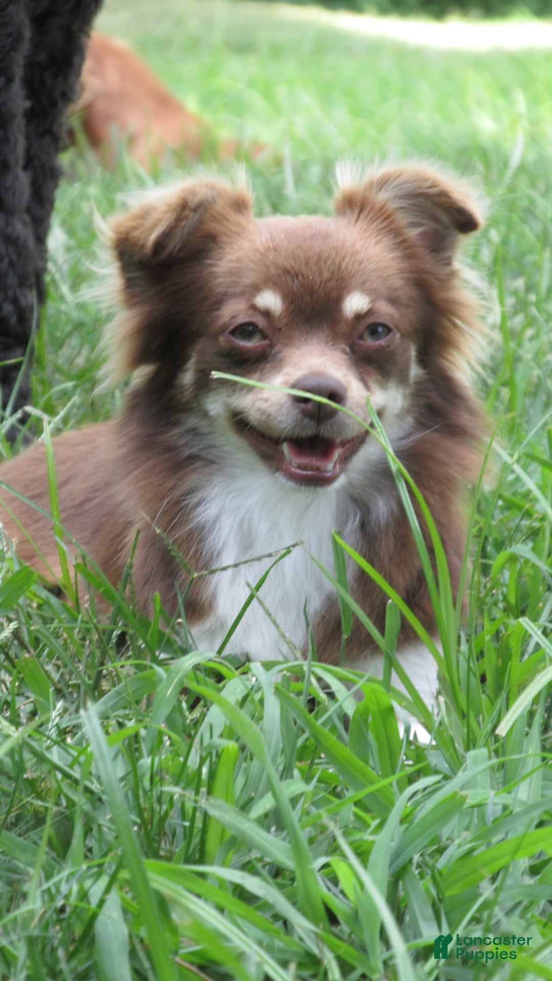Chihuahua dogs for sale: Finn - Image 14
