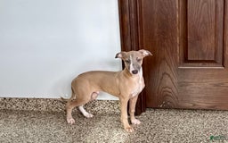 Italian Greyhound dogs for sale: Derek - Image 8