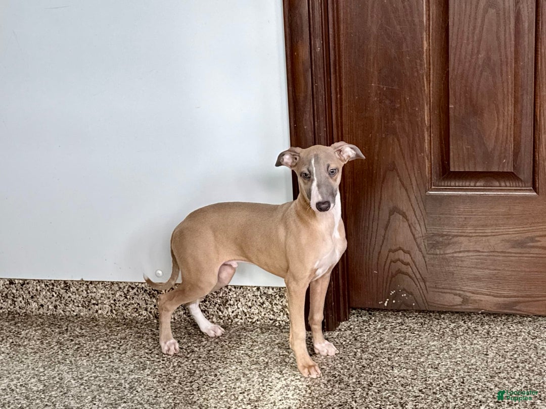 Italian Greyhound dogs for sale: Derek - Image 8