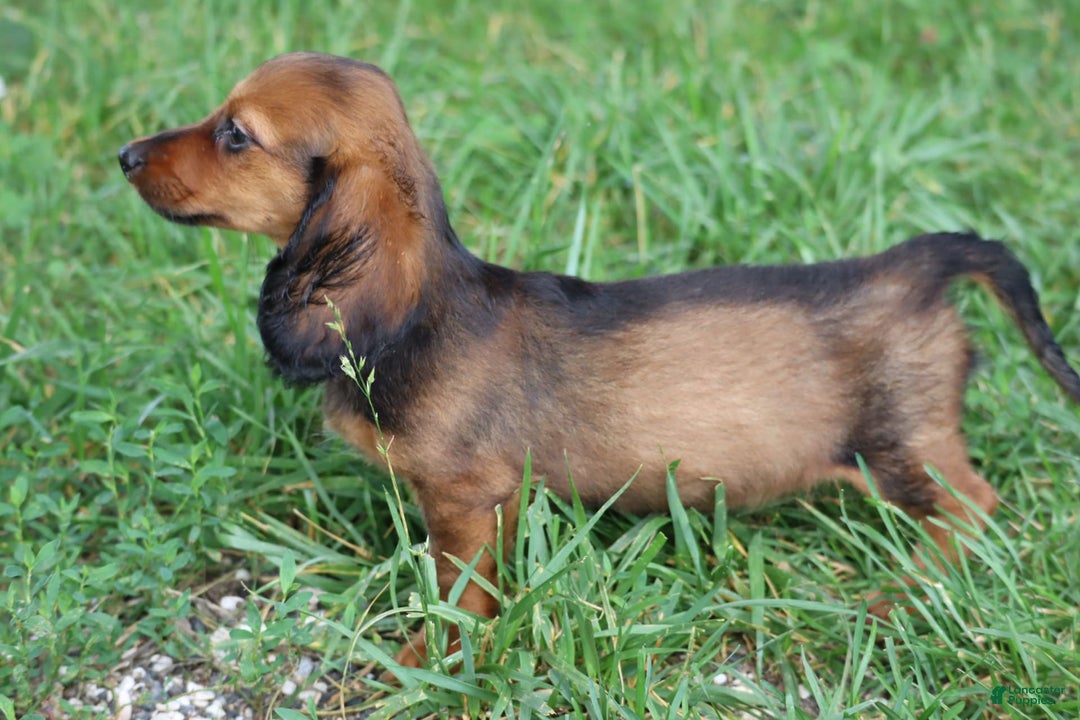 Miniature Dachshund dogs for sale: Dash - Image 2