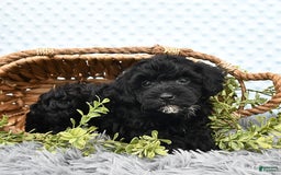 Havapoo dogs for sale: Blake - Image 8