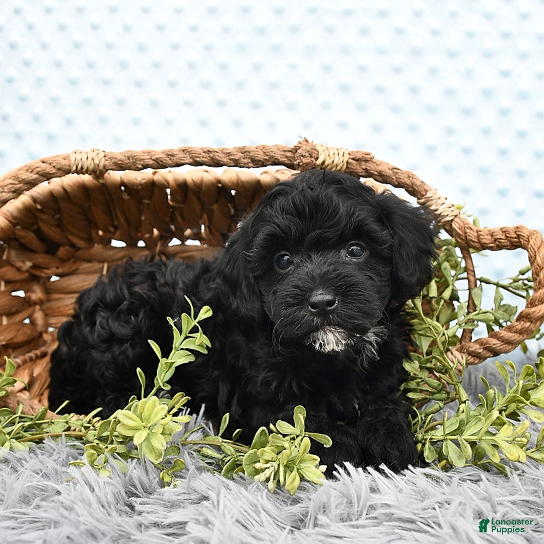 Havapoo dogs for sale: Blake - Image 8