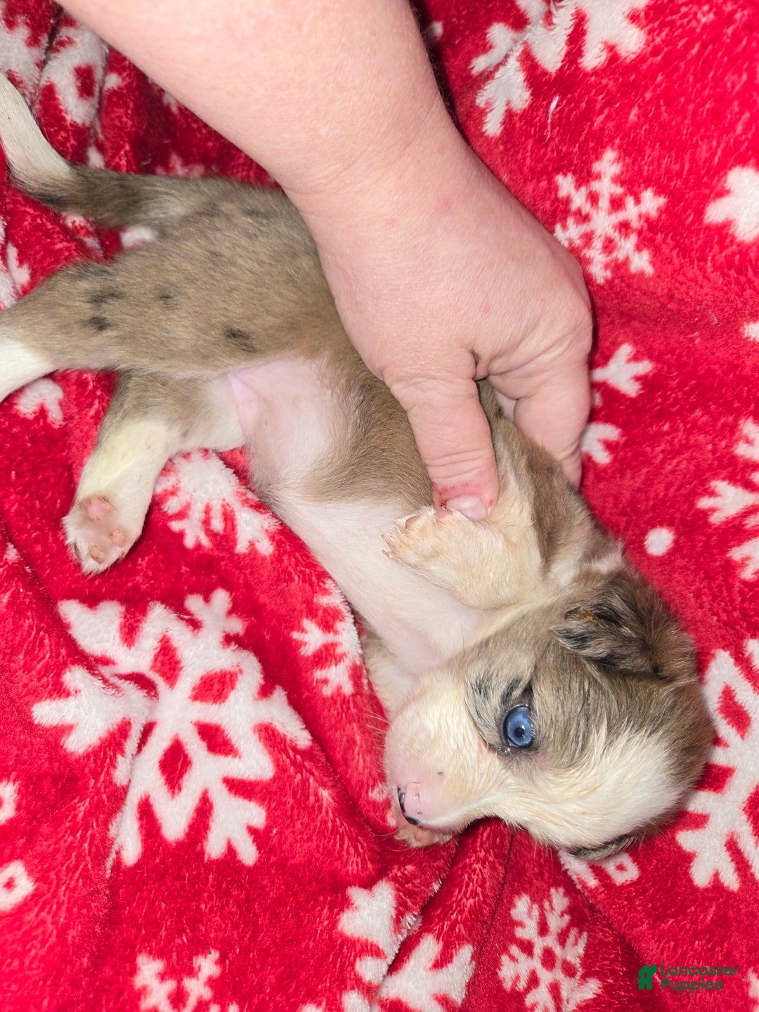 Chihuahua dogs for sale: Merle Girl 2 Blue eyes - Image 4