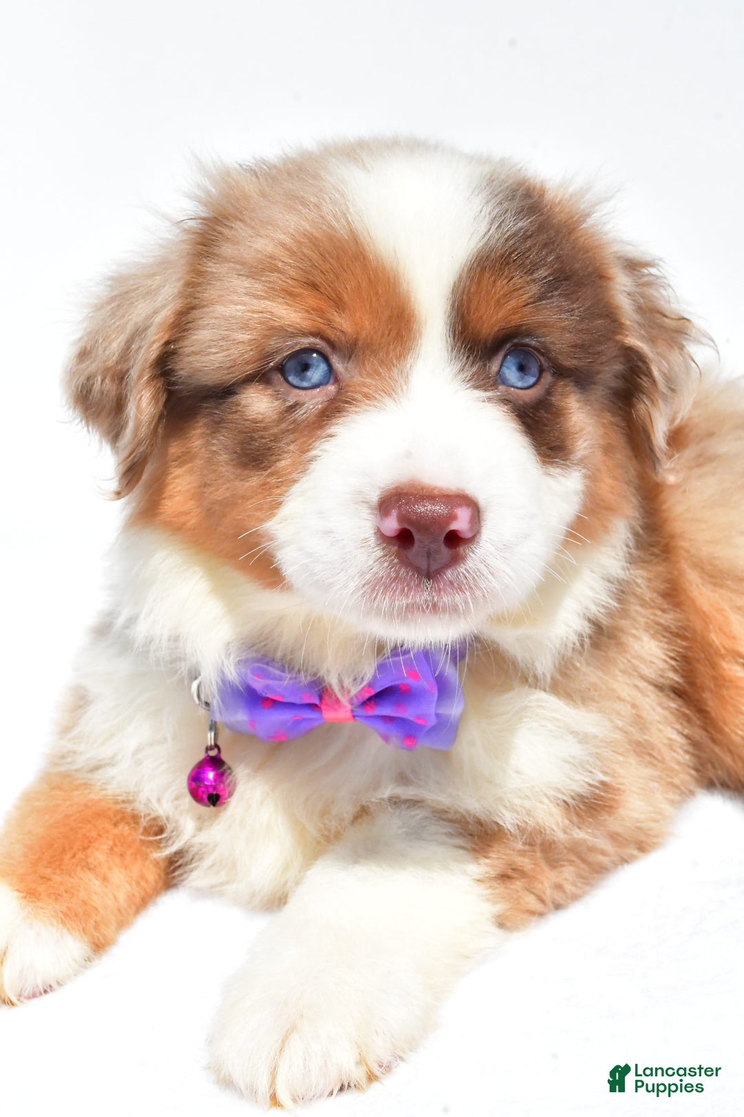 Miniature Australian Shepherd dogs for sale: Jane - Image 8