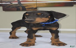 Doberman Pinscher dogs for sale: Samson - Image 1