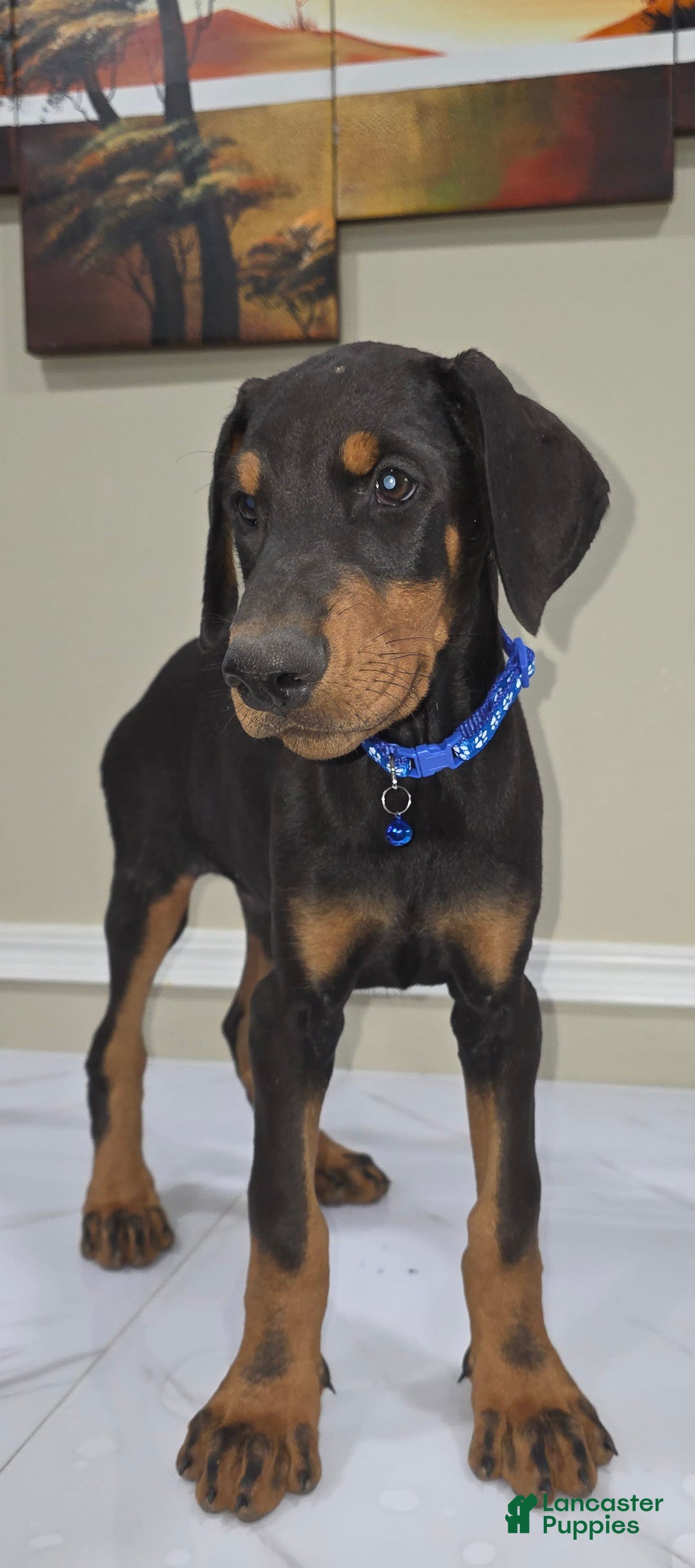 Doberman Pinscher dogs for sale: Samson - Image 1