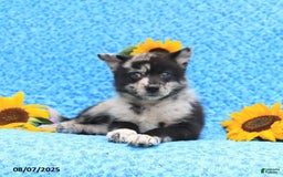 Pomsky dogs for sale: Mochi - Image 2