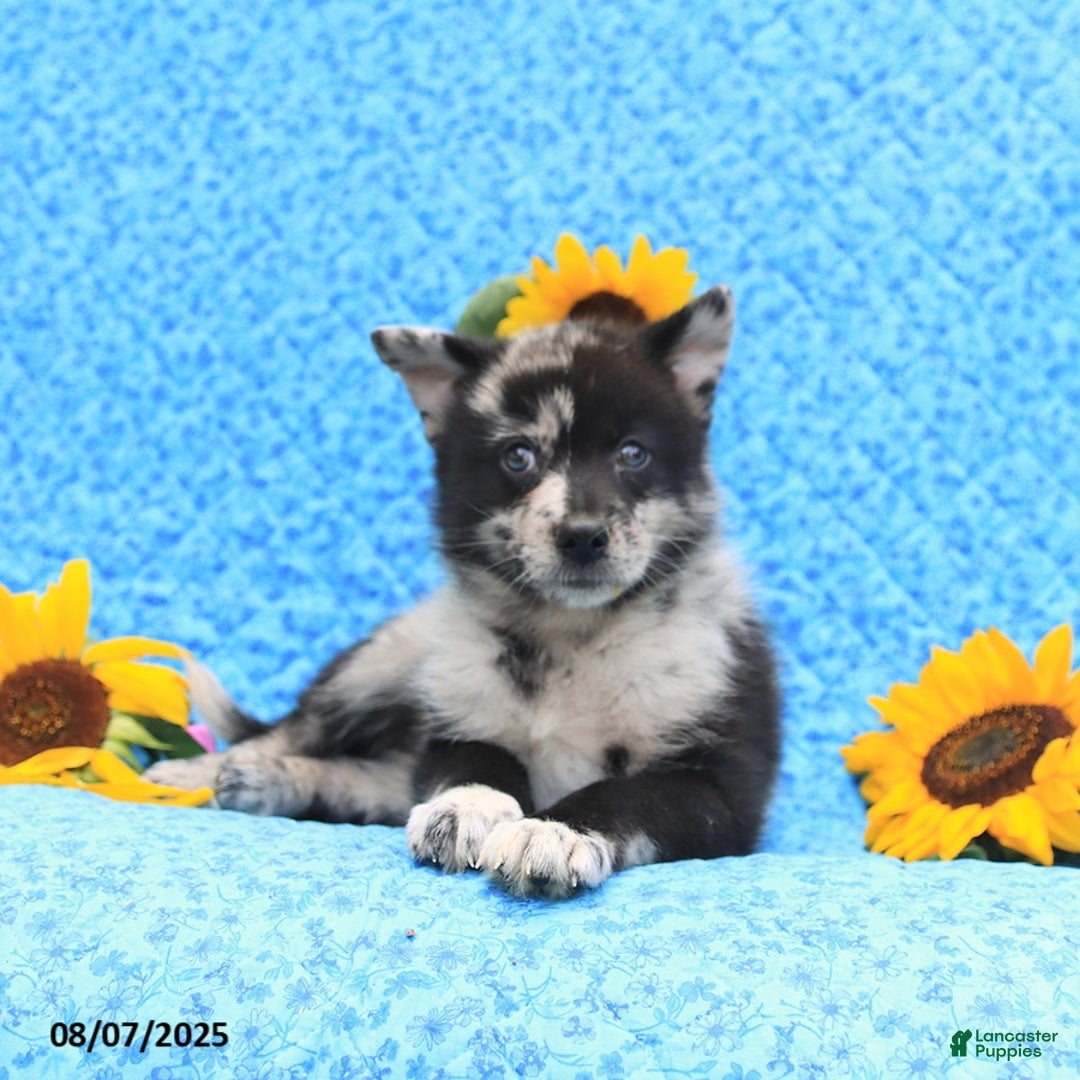 Pomsky dogs for sale: Mochi - Image 2