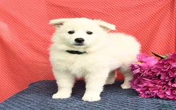 American Eskimo dogs for sale: Magnolia - Image 10