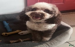 Mini Bernedoodle dogs for sale: Luna - Image 11