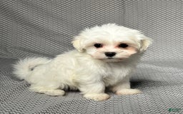 Maltese dogs for sale: Freddy - Image 1