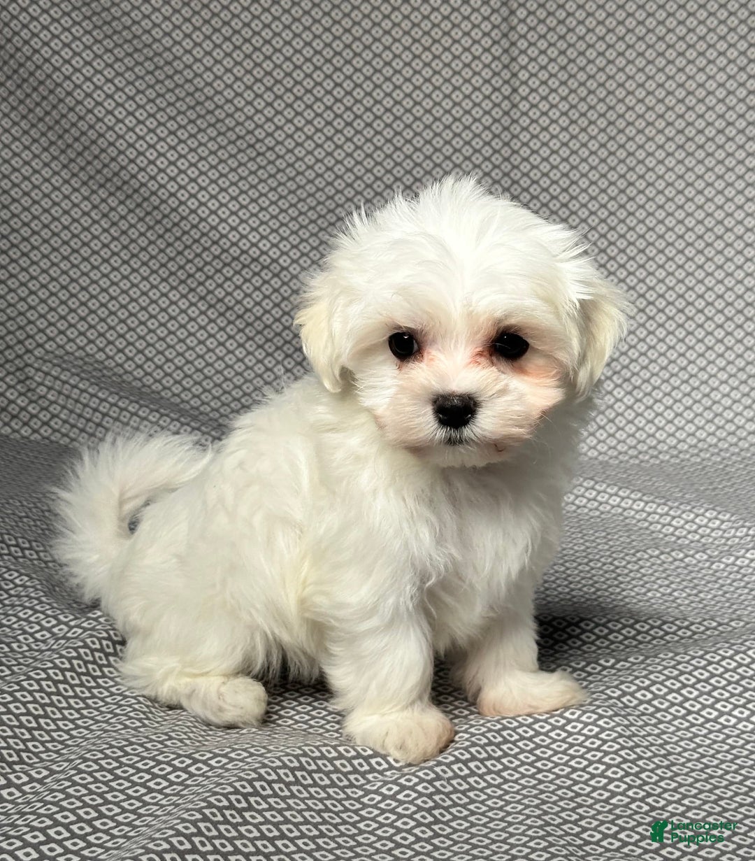 Maltese dogs for sale: Freddy - Image 1
