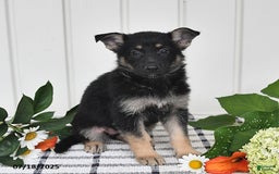 German Shepherd dogs for sale: Tina - Image 1