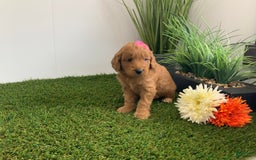 Goldendoodle dogs for sale: Daisey - Image 5