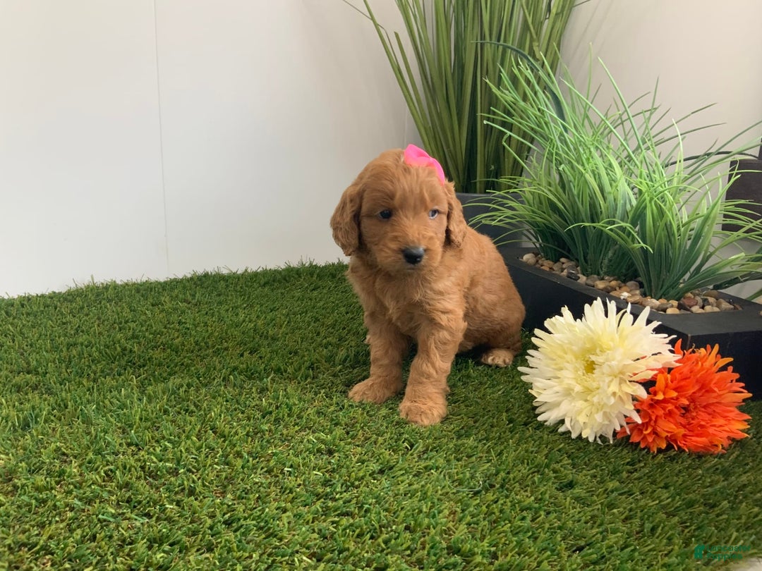 Goldendoodle dogs for sale: Daisey - Image 5