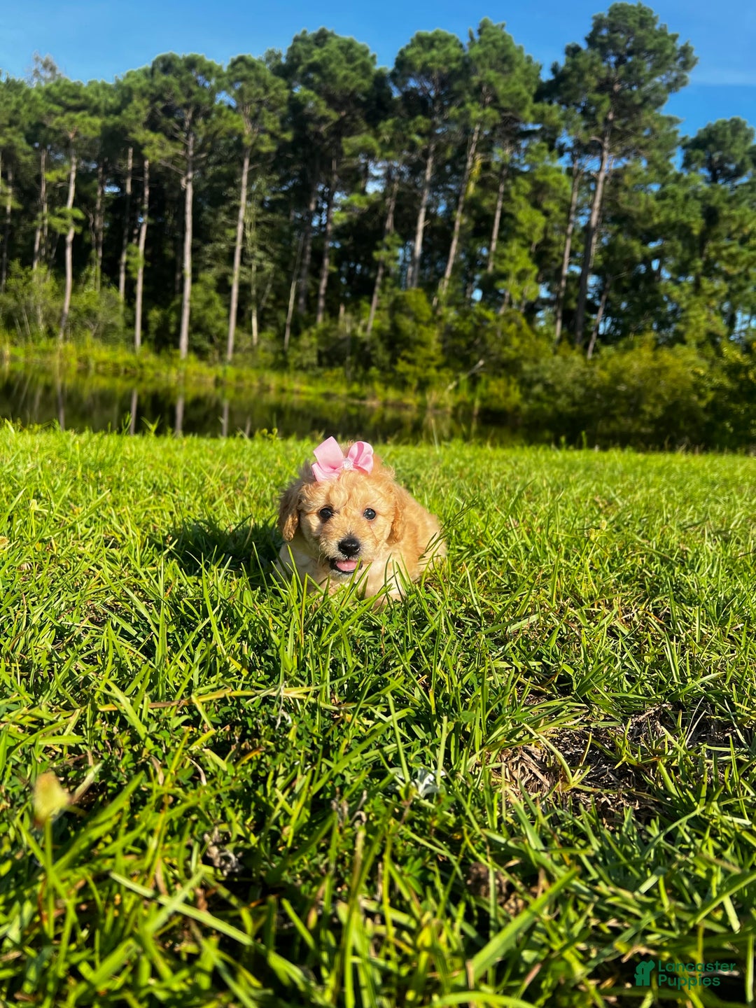 Aussiedoodle dogs for sale: Bella - Image 6