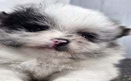 Pomeranian dogs for sale: Blue Eye - Blue Merle - Extreme Parti - Image 23