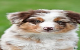 Australian Shepherd dogs for sale: Dexter - Image 12