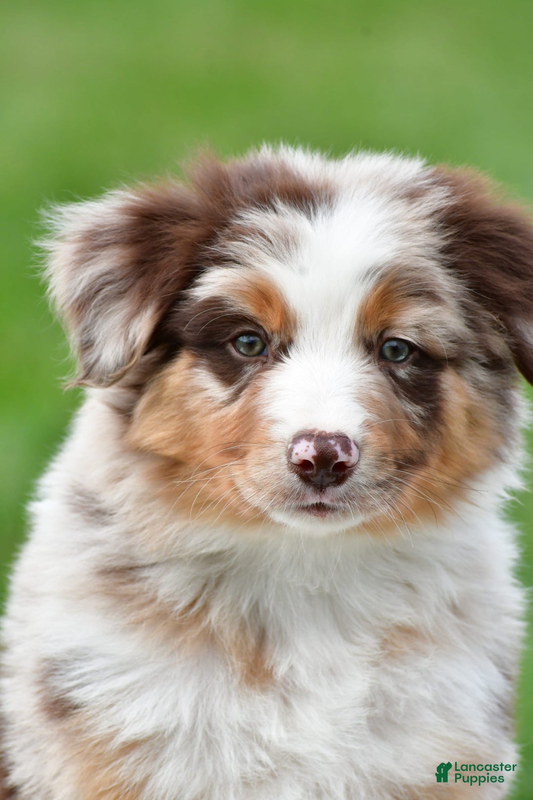 Australian Shepherd dogs for sale: Dexter - Image 12