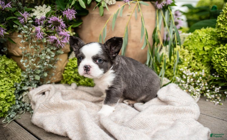 French Bulldog dogs for sale - Ad 2