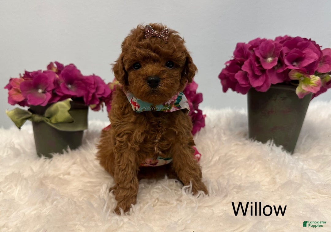 Maltipoo dogs for sale: Willow - Image 3