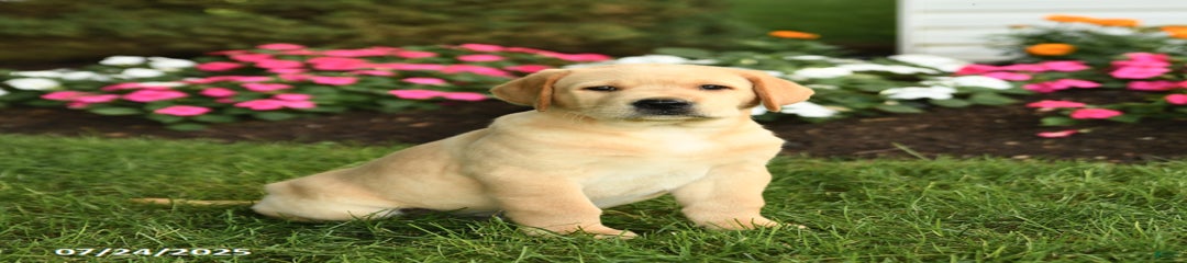 Sparkey