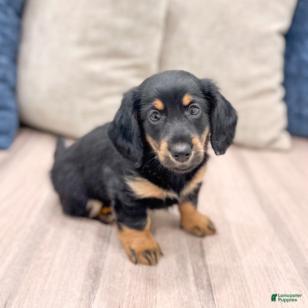Miniature Dachshund dogs for sale: Faith - Image 3