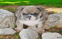 English Bulldog dogs for sale: Groucho - Image 9