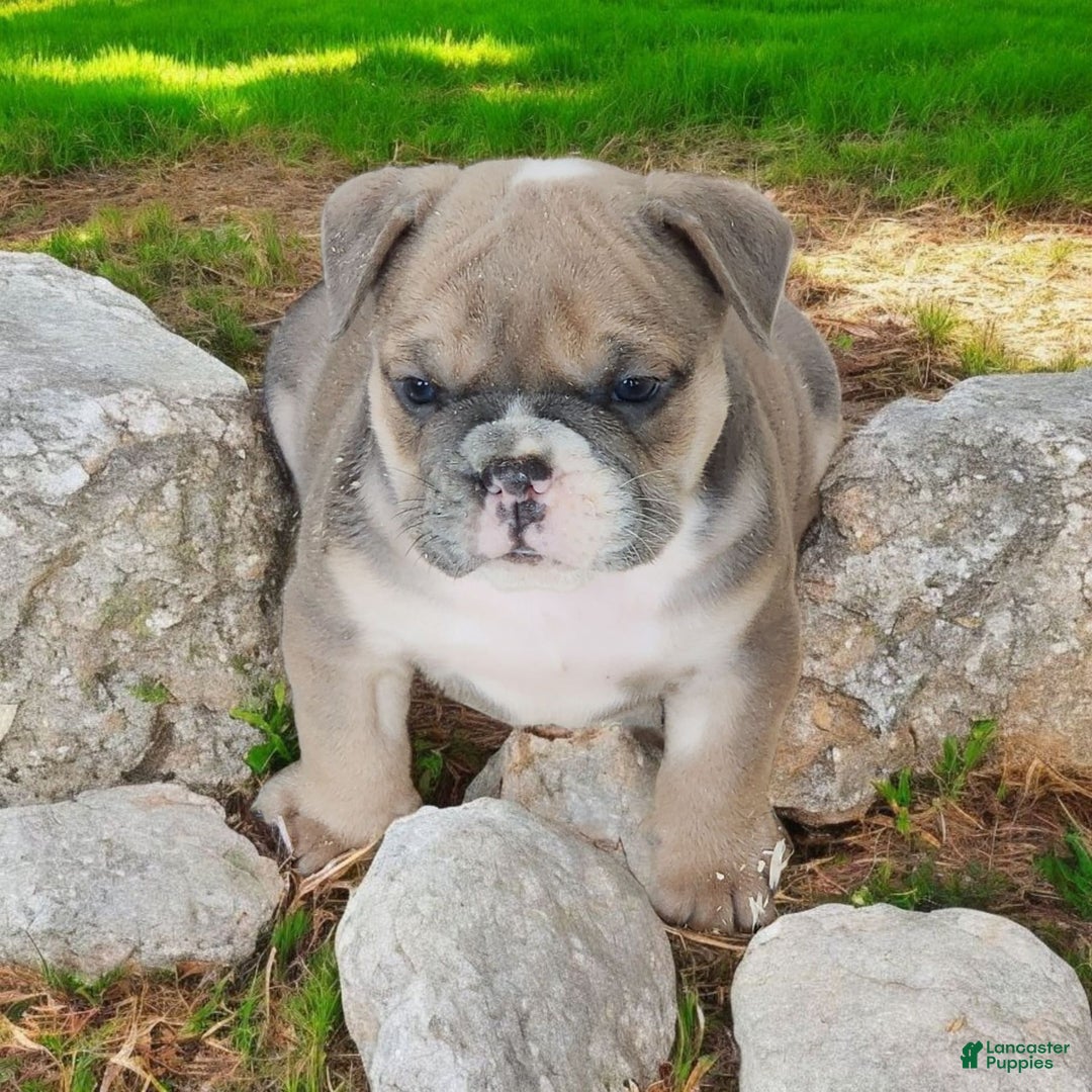 English Bulldog dogs for sale: Groucho - Image 9