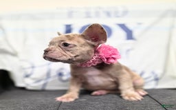 French Bulldog dogs for sale: Barbee - Image 5