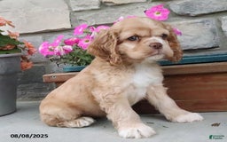 Cocker Spaniel dogs for sale: Oakley - Image 3