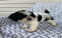 Cockapoo dogs for sale: Stella - Image 14