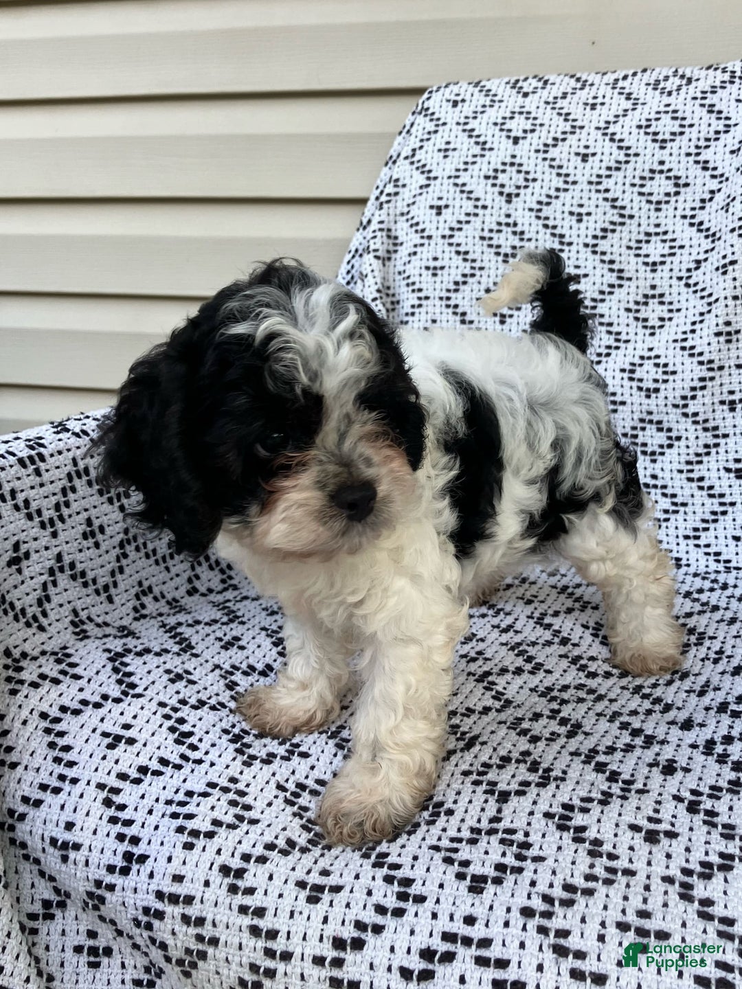 Cockapoo dogs for sale: Stella - Image 14