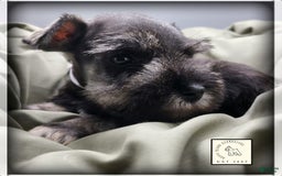 Miniature Schnauzer dogs for sale: Quill - Image 12