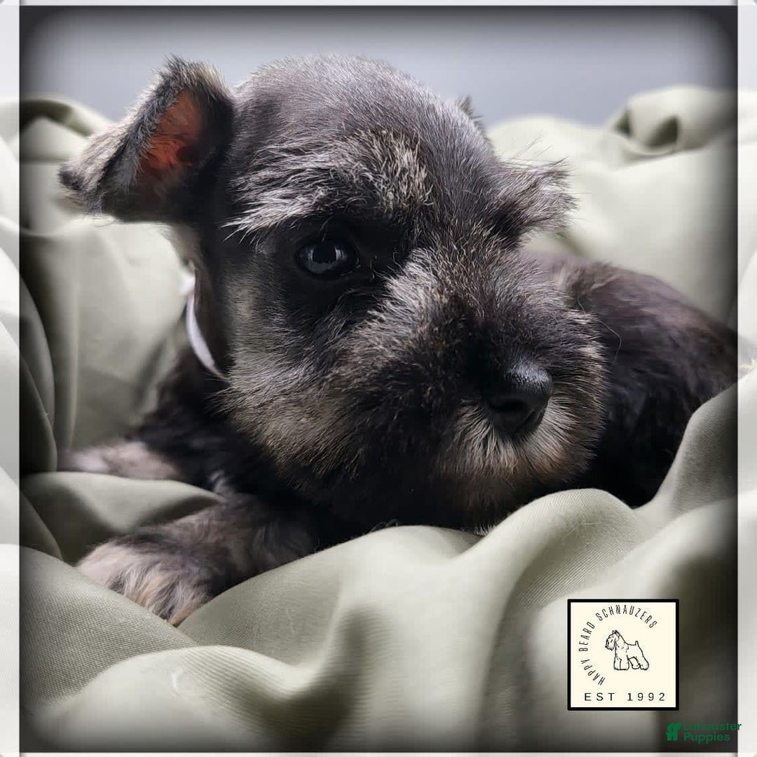Miniature Schnauzer dogs for sale: Quill - Image 12
