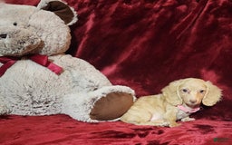 Miniature Dachshund dogs for sale: RAYA - Image 4