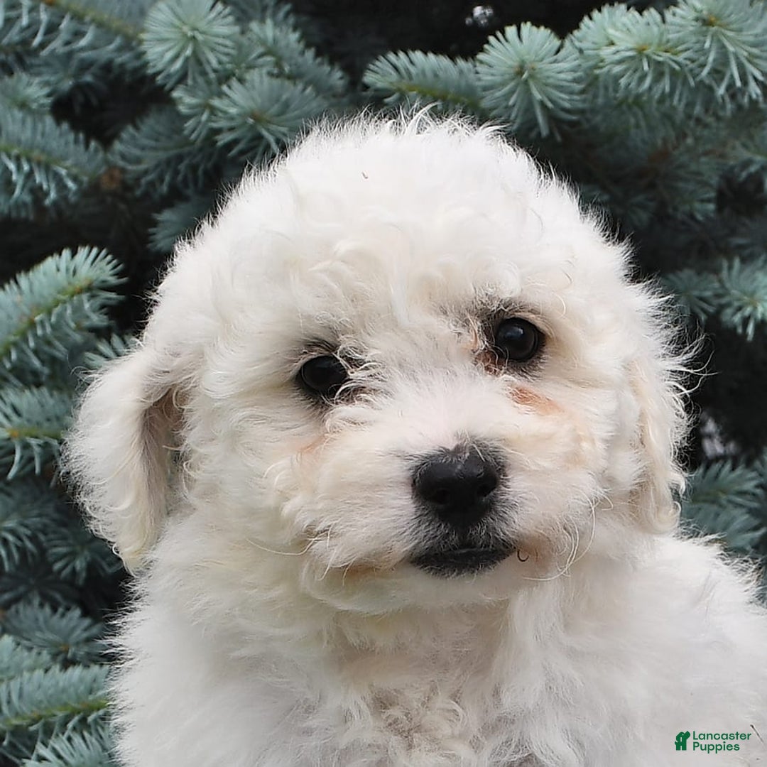 Bichon Frise dogs for sale: Alfred - Image 2
