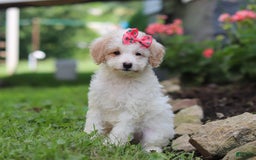 Mini Aussiedoodle dogs for sale: Kandy - Image 1