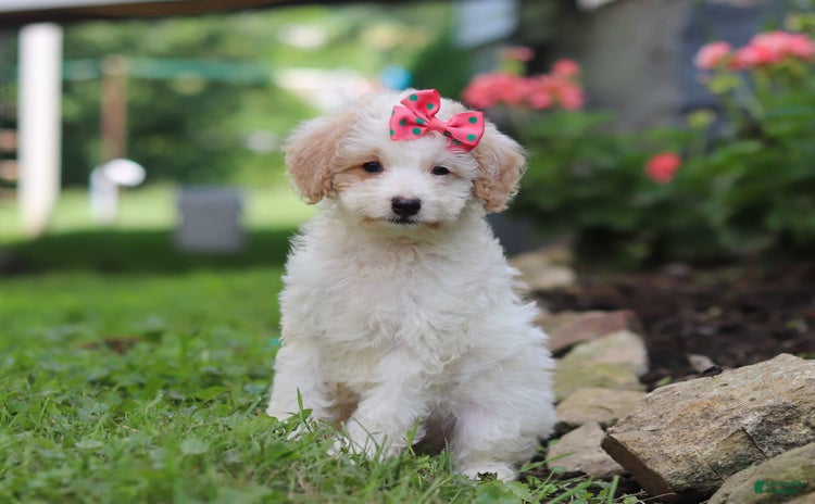 Mini Aussiedoodle dogs for sale - Ad 2
