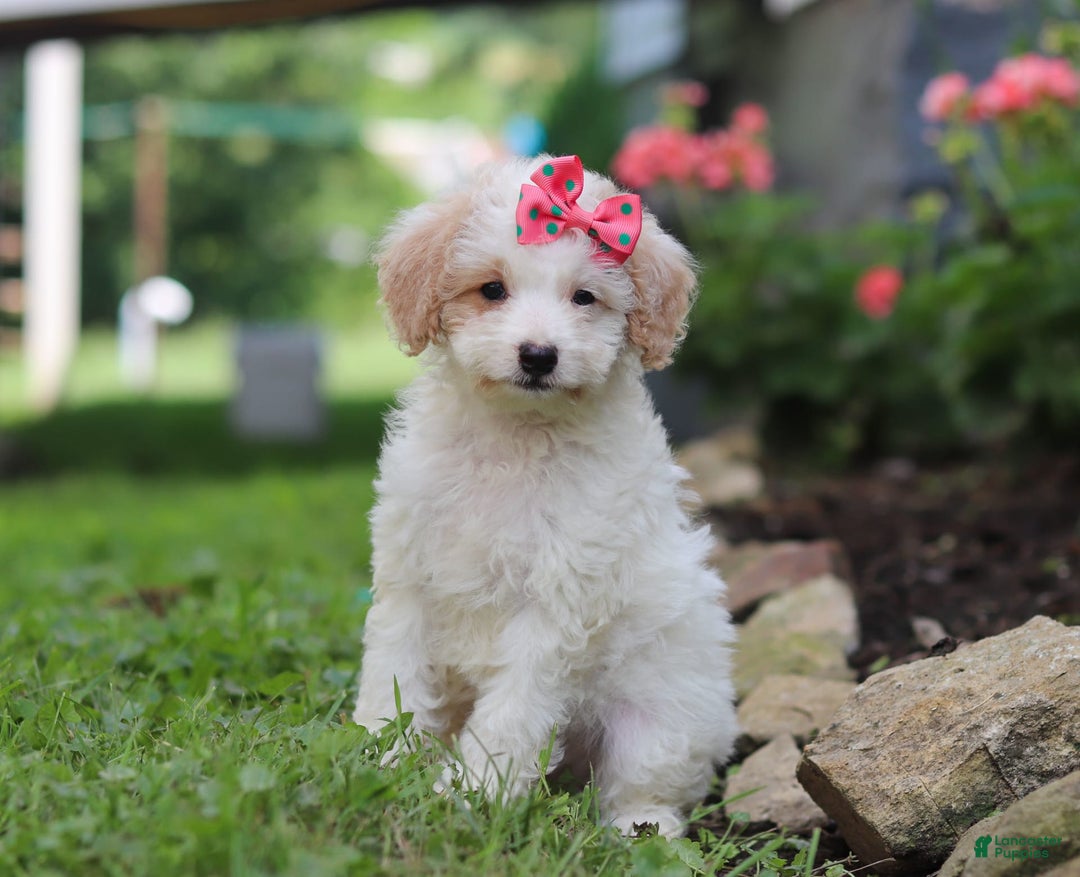 Mini Aussiedoodle dogs for sale: Kandy - Image 1